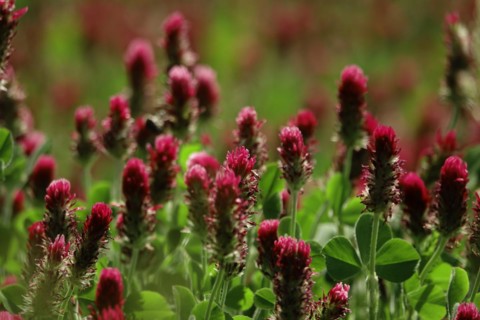 Incarnate clover