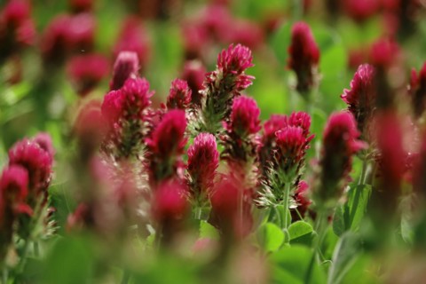 Incarnate clover