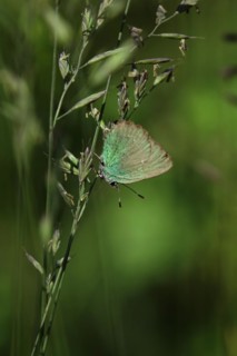 Green Fritillary