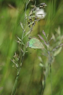 Green Fritillary