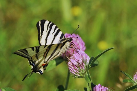 Scarce swallowtail