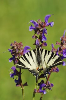 Scarce swallowtail