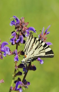 Scarce swallowtail