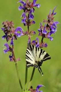 Scarce swallowtail