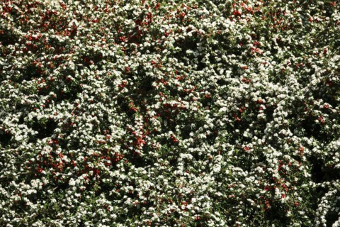 Cotoneasters