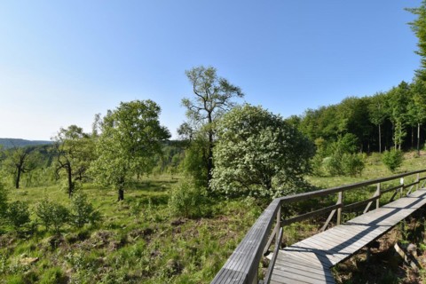 Boardwalk for hikers through the renaturalised wetland Ochsenbruch as an example of a typical hillside moor in the Hunsrück-Hochwald National Park