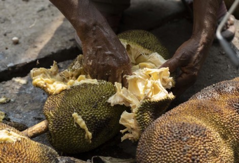 A person collects jackfruit seed for sell in a market