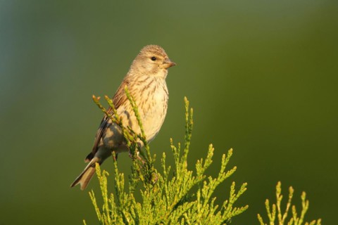 Linnet