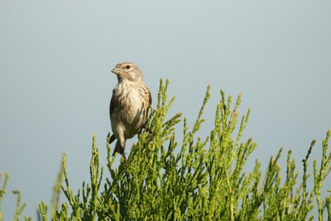 Linnet