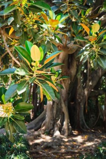 (Ficus macrophylla) leaves and fruit with tree trunk in background