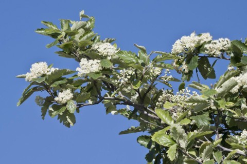 Swedish hackberry