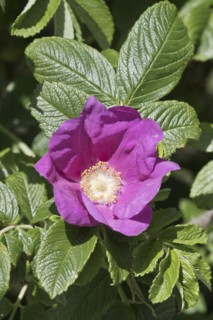 Potato rose