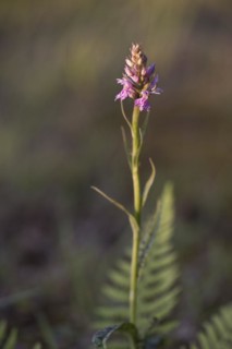 Moorland spotted orchid
