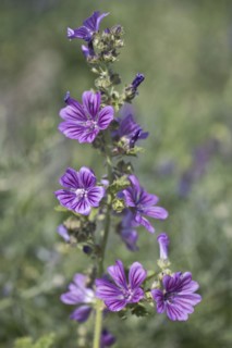 Common mallow