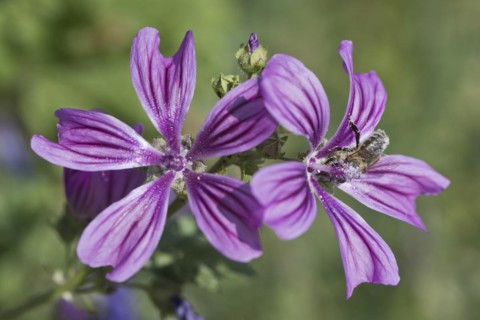 Common mallow