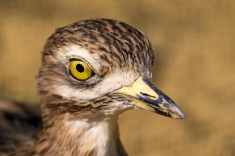Stone Curlew