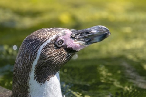 Humboldt penguin