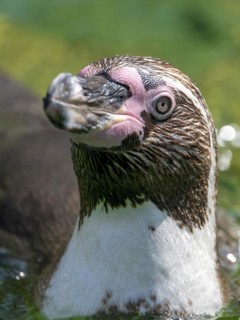 Humboldt penguin