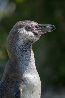 Humboldt penguin