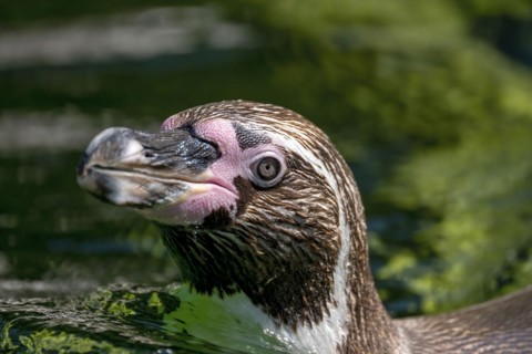 Humboldt penguin