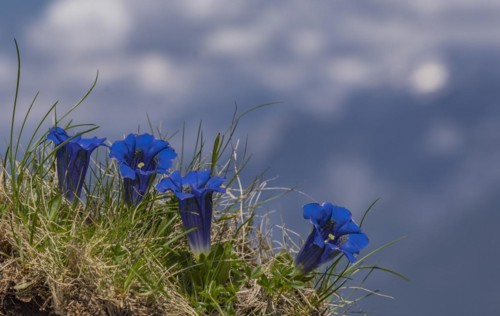 Alpine Gentian