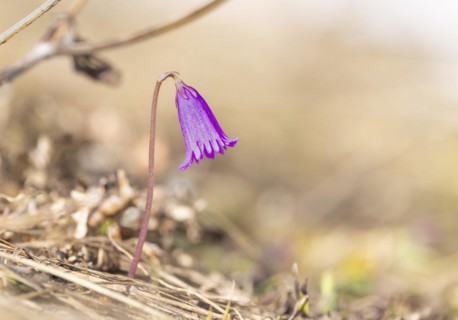 Alpine bluebell also called dwarf snowbell
