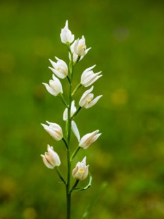 Sword-leaved helleborine
