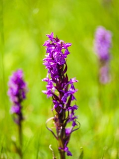 Broad-leaved foxglove