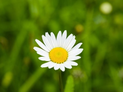 Meadow daisy