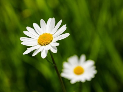Meadow daisy