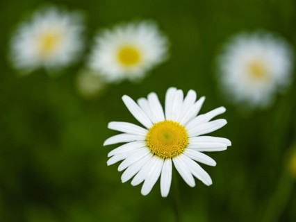 Meadow daisy