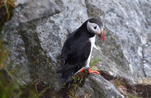 Puffin