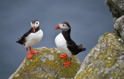 Puffin