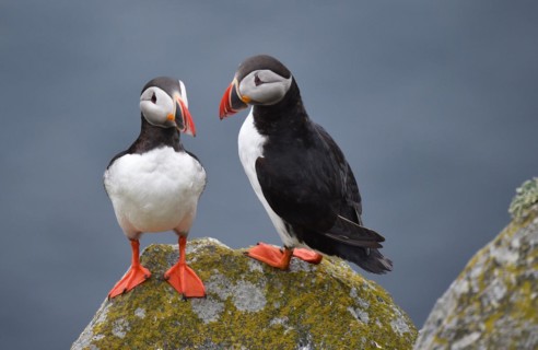 Puffin