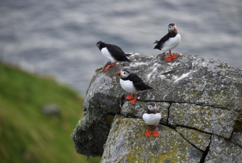Puffin