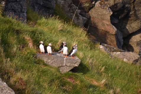 Puffin