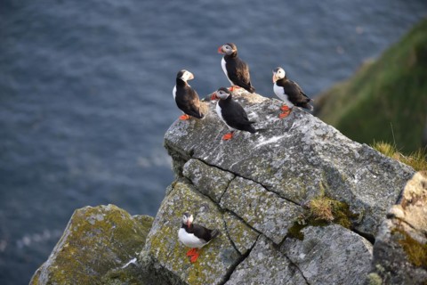 Puffin