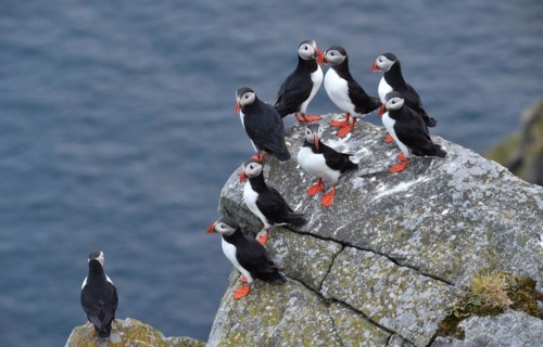 Puffin