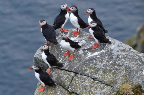 Puffin