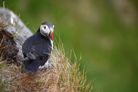 Puffin