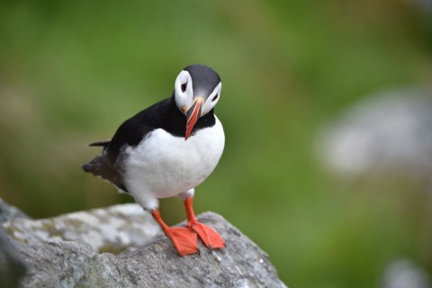 Puffin
