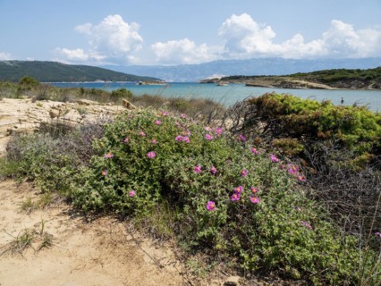 Lagoon