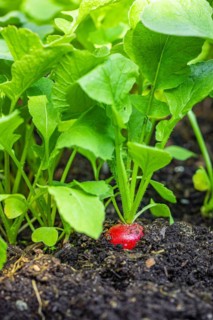 Red radish