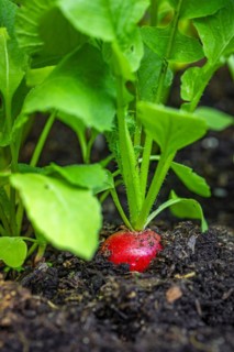 Red radish