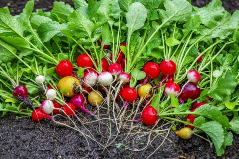 Colourful radish