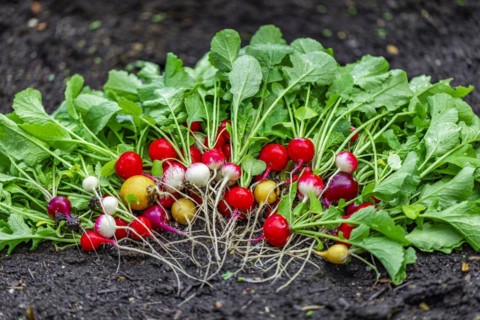 Colourful radish
