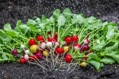 Colourful radishes