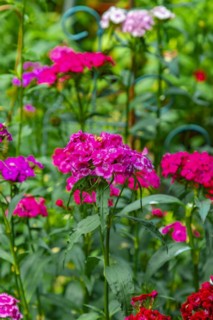 Wood pink