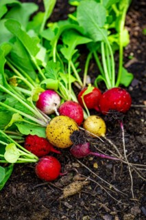 Colourful radish