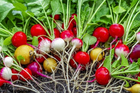 Colourful radish